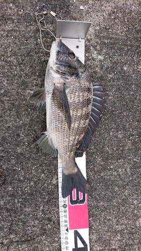 クロダイの釣果