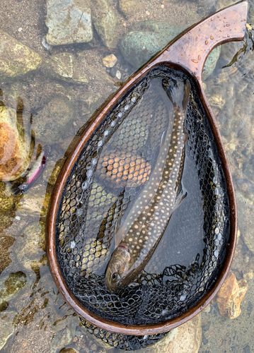 イワナの釣果