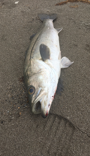 スズキの釣果