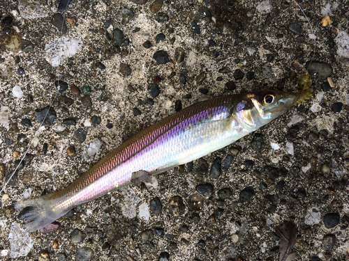 シロギスの釣果