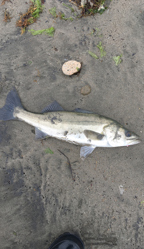 スズキの釣果