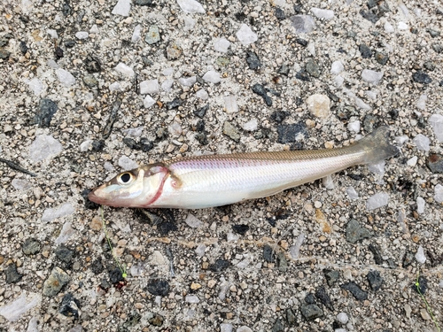 キスの釣果