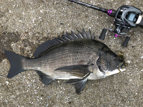 クロダイの釣果