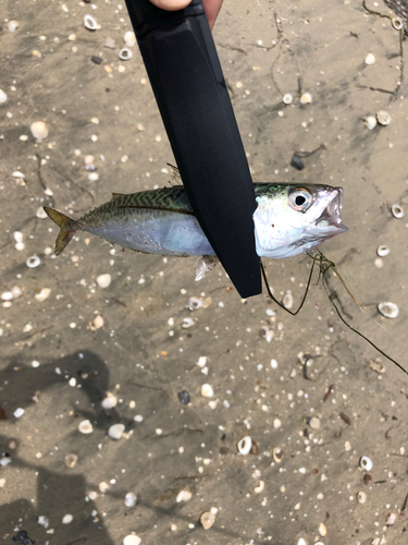 サバの釣果