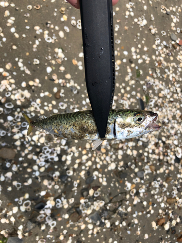 サバの釣果