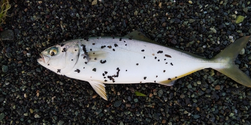 ワカシの釣果