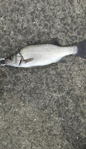 ヒラスズキの釣果