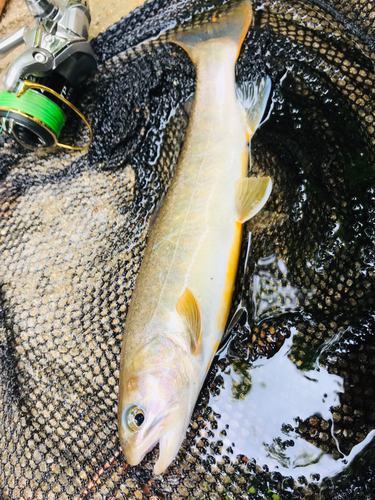 イワナの釣果