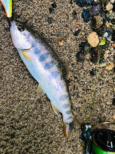 アマゴの釣果