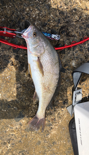 イシモチの釣果