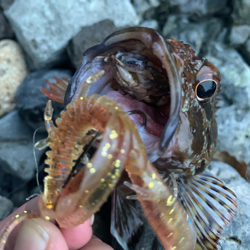 ガシラの釣果