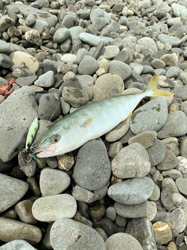 ワカシの釣果
