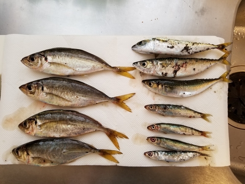 アジの釣果