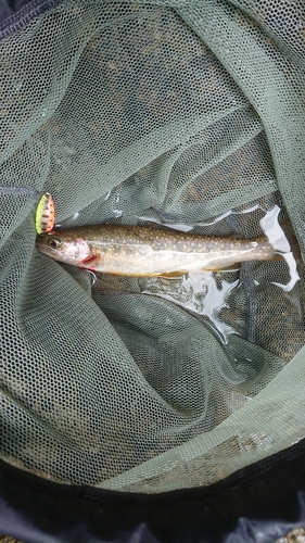 イワナの釣果