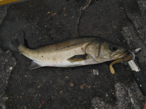 スズキの釣果