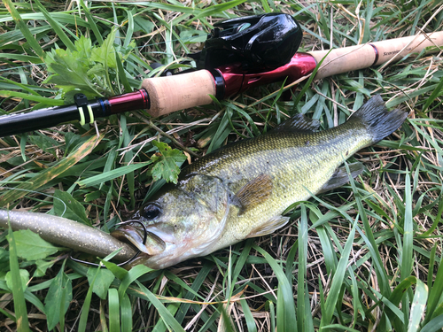 ブラックバスの釣果