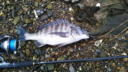 チヌの釣果