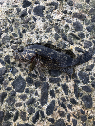 タケノコメバルの釣果