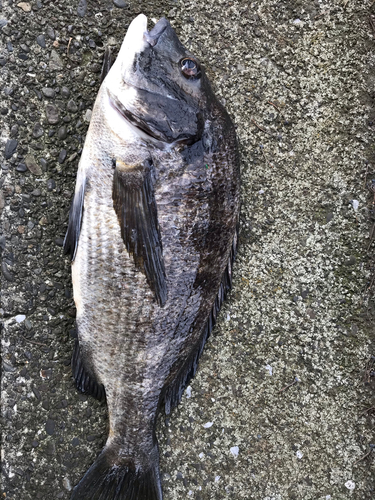 クロダイの釣果