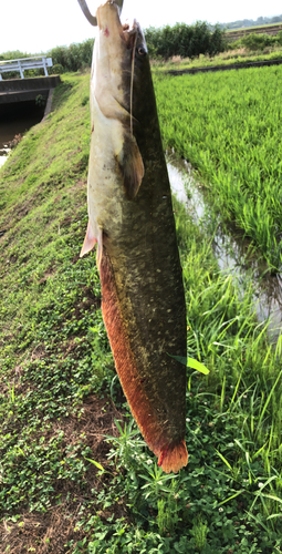 ナマズの釣果