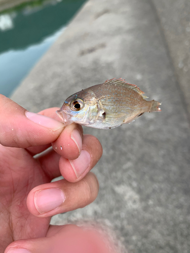 チャリコの釣果