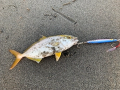 ショゴの釣果