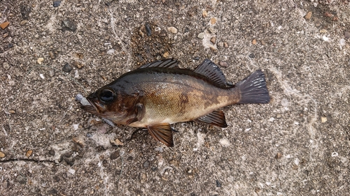 メバルの釣果