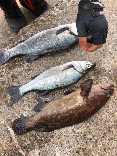 クエの釣果