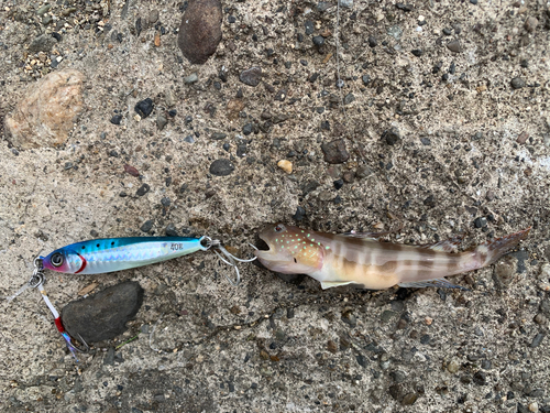 イトヒキハゼの釣果