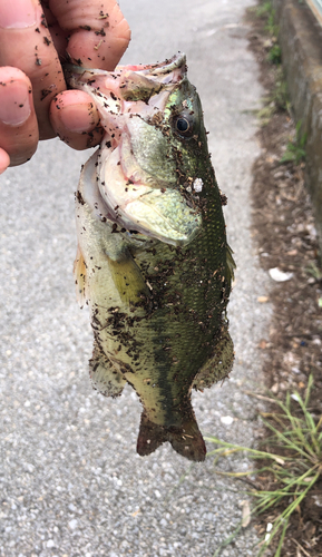 ブラックバスの釣果