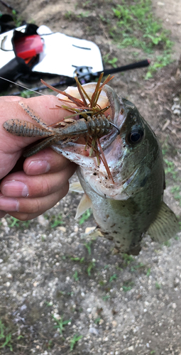 ブラックバスの釣果