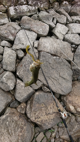 ブラックバスの釣果