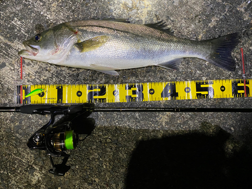 シーバスの釣果