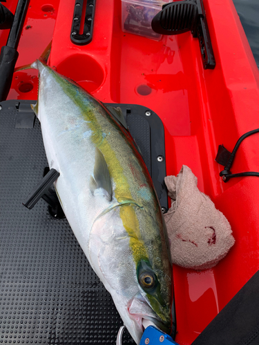 ハマチの釣果