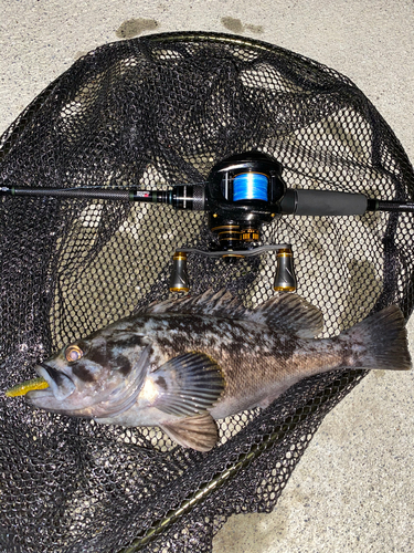 クロソイの釣果