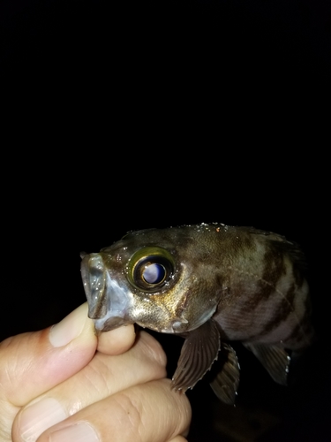 シロメバルの釣果