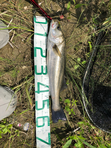 スズキの釣果