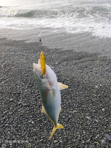 ワカシの釣果