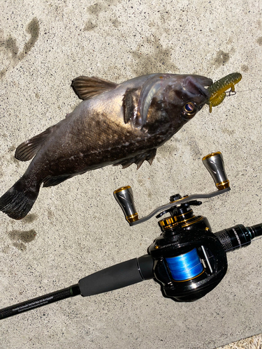 クロソイの釣果