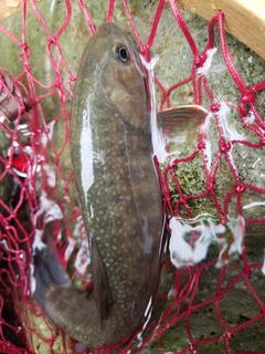 イワナの釣果