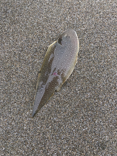 シタビラメの釣果