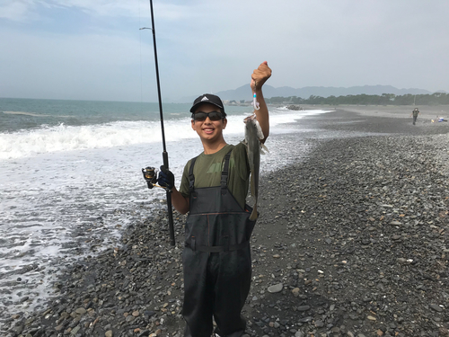 ニベの釣果