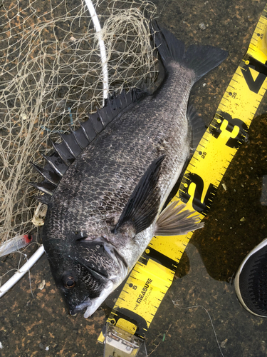 クロダイの釣果