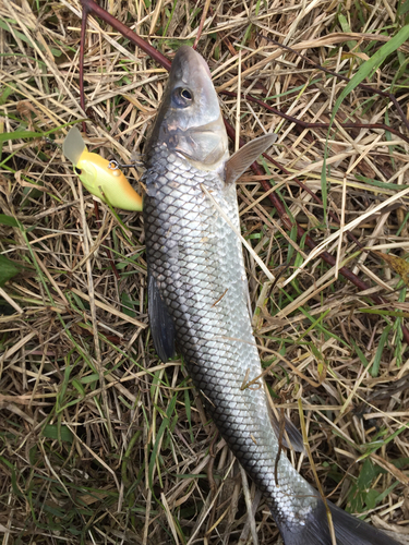 ニゴイの釣果