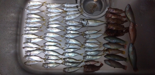 アジの釣果