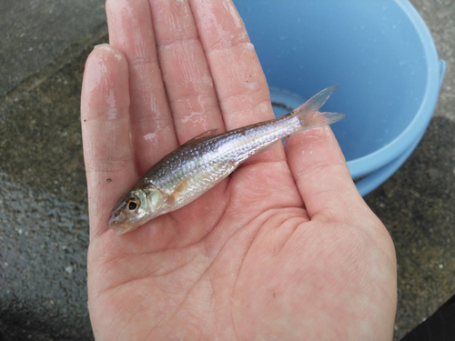 モロコの釣果