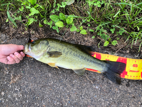 ブラックバスの釣果