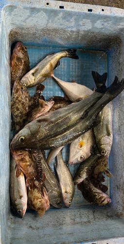 セイゴ（マルスズキ）の釣果