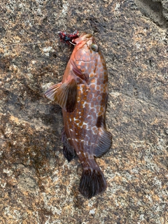 キジハタの釣果