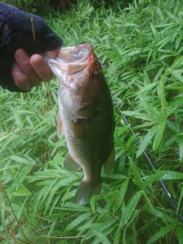 ブラックバスの釣果